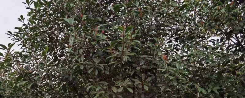 浙江桂花基地实拍图