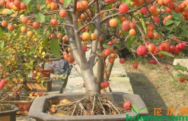 盆栽苹果的养护技巧 盆栽苹果的养护技巧