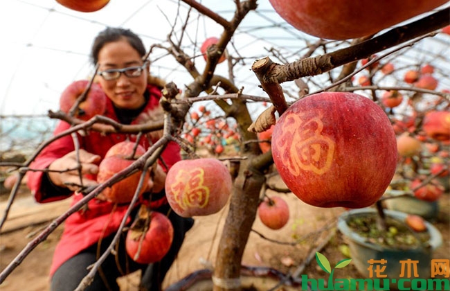 盆栽苹果的养护技巧 盆栽苹果的养护技巧