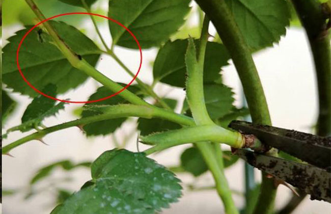 月季花后修剪方法和技术 月季花后修剪方法和技术