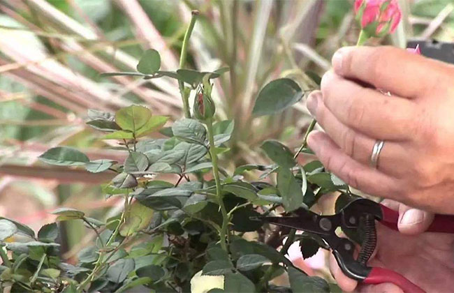 月季花后修剪方法和技术 月季花后修剪方法和技术
