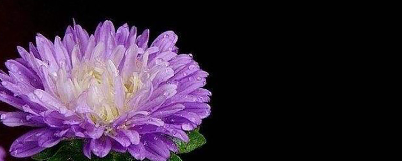紫色翠菊