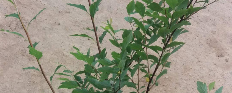 珍珠梅小苗