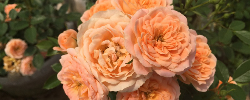 白银市花是什么花