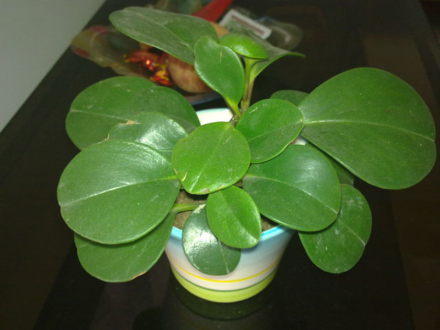 豆瓣绿防辐射吗？养殖豆瓣绿有什么好处？
