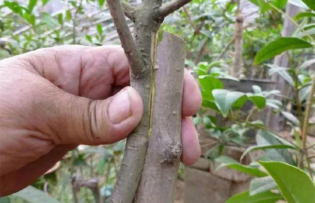 苗木人都要掌握的嫁接方法 苗木人都要掌握的嫁接方法