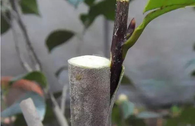 苗木人都要掌握的嫁接方法 苗木人都要掌握的嫁接方法