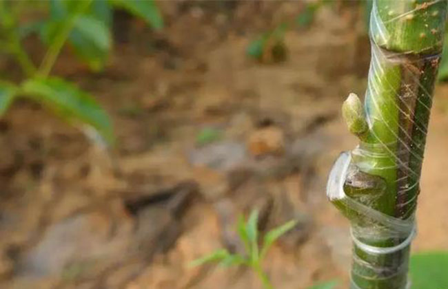 苗木人都要掌握的嫁接方法 苗木人都要掌握的嫁接方法