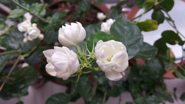 茉莉花