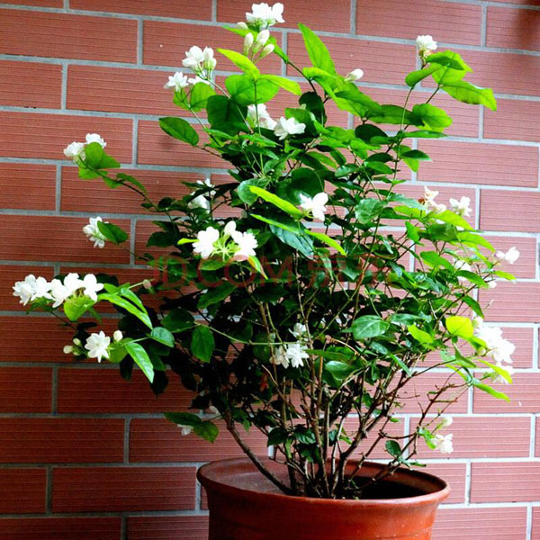 茉莉花