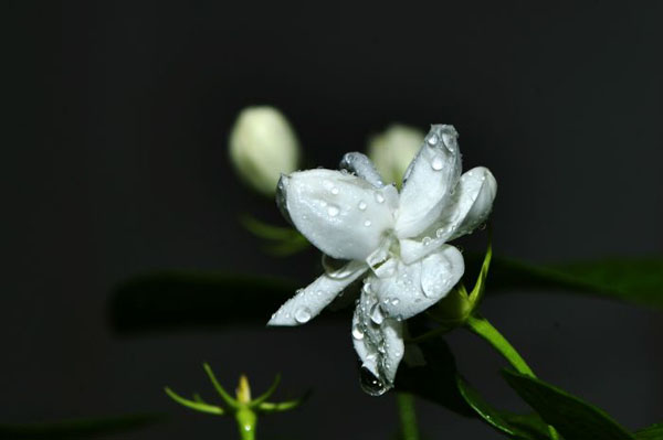 茉莉花