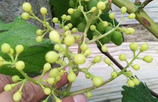 5月葡萄养护管理技术