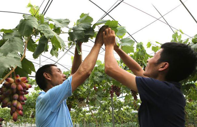 资深专家:南方葡萄建园的技术和方法 资深专家:南方葡萄建园的技术和方法