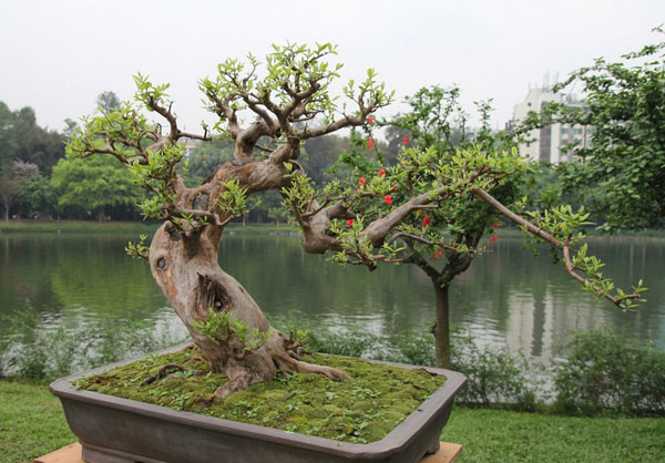 石榴树