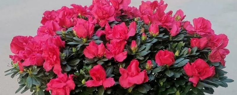 文莱国花是什么花