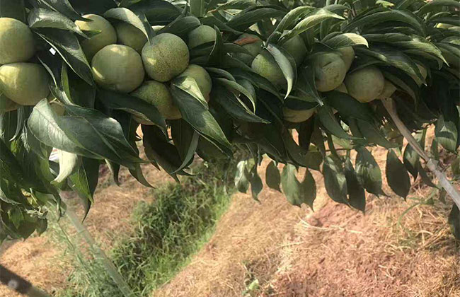 青脆李子什么苗最好? 青脆李子什么苗最好?