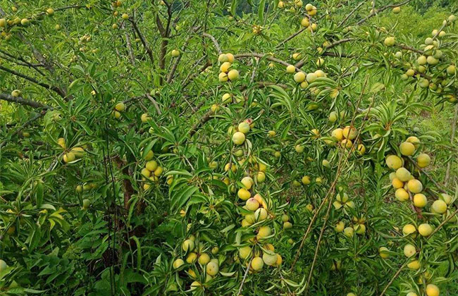 青脆李 青脆李
