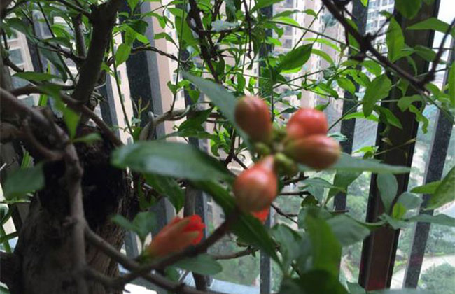 石榴树雌雄花怎么分辨? 石榴树雌雄花怎么分辨?