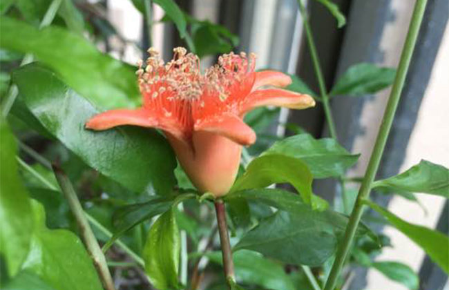 石榴树雌雄花怎么分辨? 石榴树雌雄花怎么分辨?