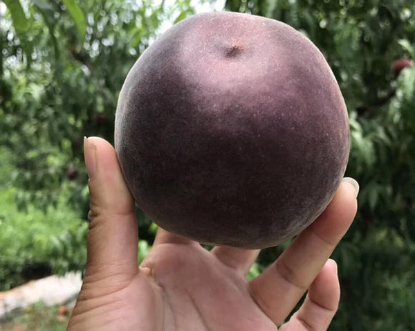 黑桃皇后