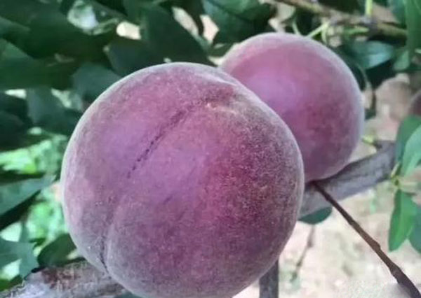 黑桃皇后