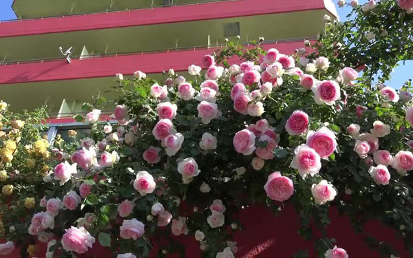 藤小伊月季