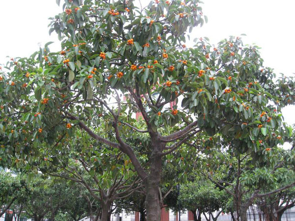枇杷树