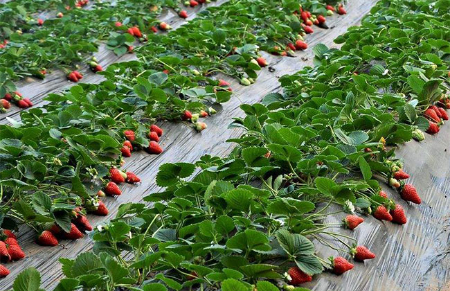 提高草莓含糖量的五大方法 提高草莓含糖量的五大方法