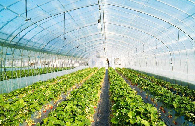 提高草莓含糖量的五大方法 提高草莓含糖量的五大方法