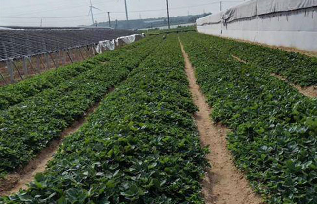 提高草莓含糖量的五大方法 提高草莓含糖量的五大方法