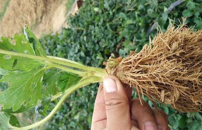 提高草莓含糖量的五大方法 提高草莓含糖量的五大方法