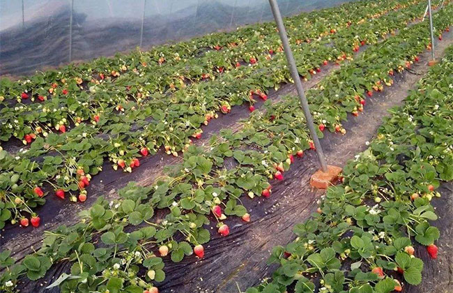 提高草莓含糖量的五大方法 提高草莓含糖量的五大方法