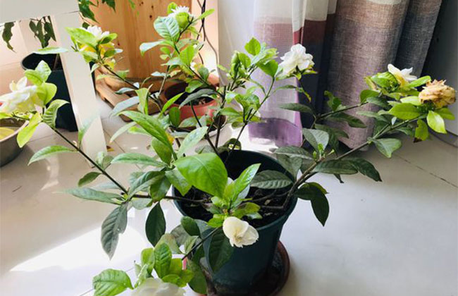 栀子花浇水方法和注意事项