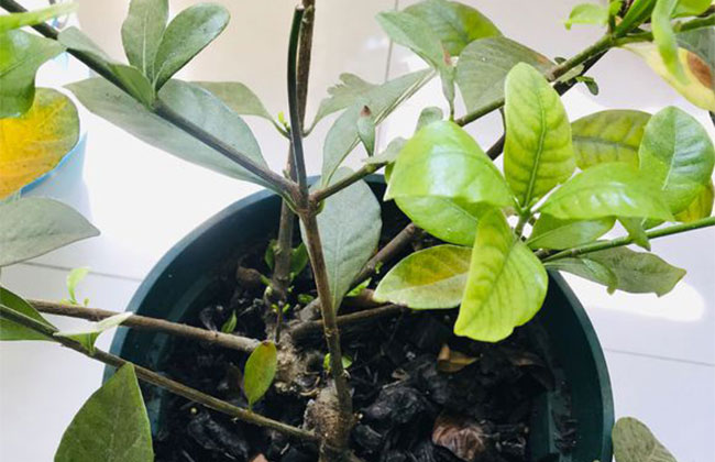 栀子花浇水方法和注意事项 栀子花浇水方法和注意事项