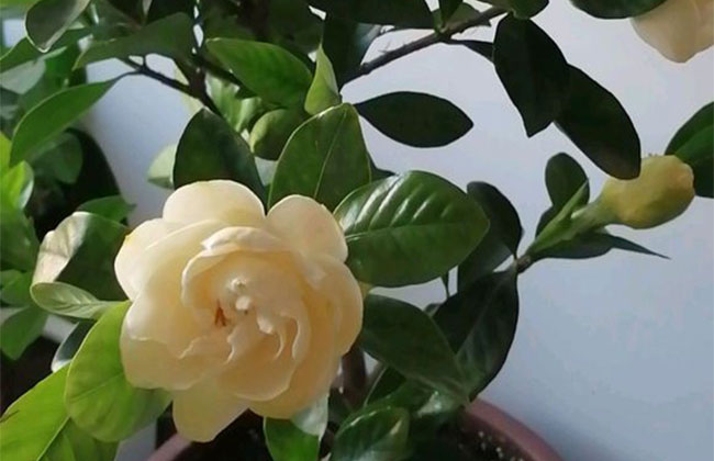 栀子花浇水方法和注意事项 栀子花浇水方法和注意事项