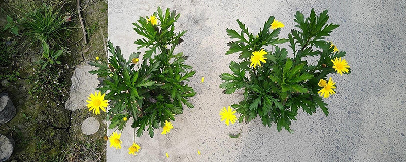 木春菊盆栽