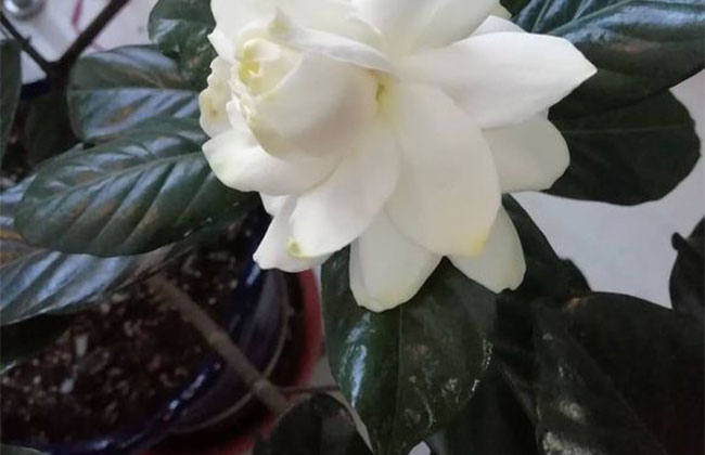 栀子花浇水方法和注意事项 栀子花浇水方法和注意事项