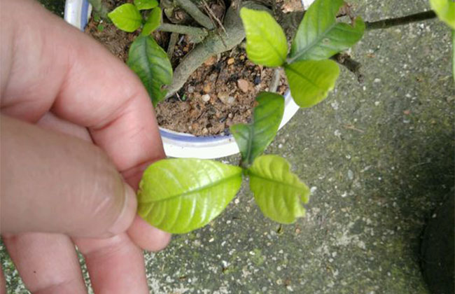 栀子花浇水方法和注意事项 栀子花浇水方法和注意事项