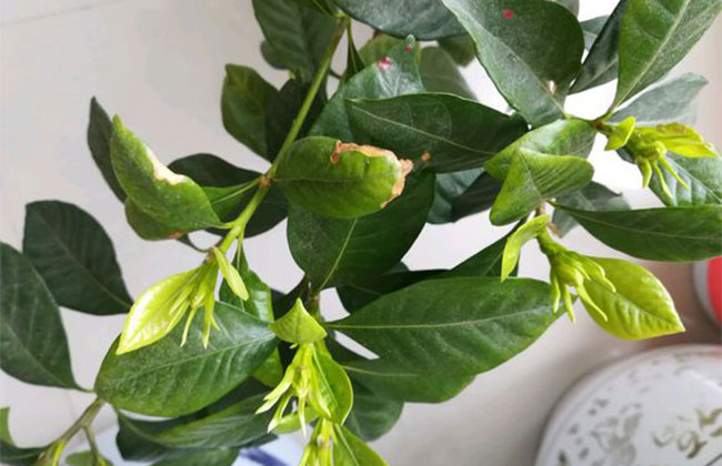 栀子花浇水方法和注意事项 栀子花浇水方法和注意事项