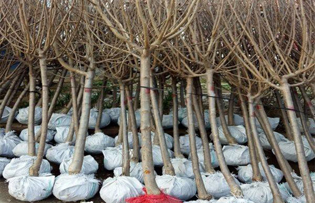 大红袍李子用什么嫁接好? 大红袍李子用什么嫁接好?