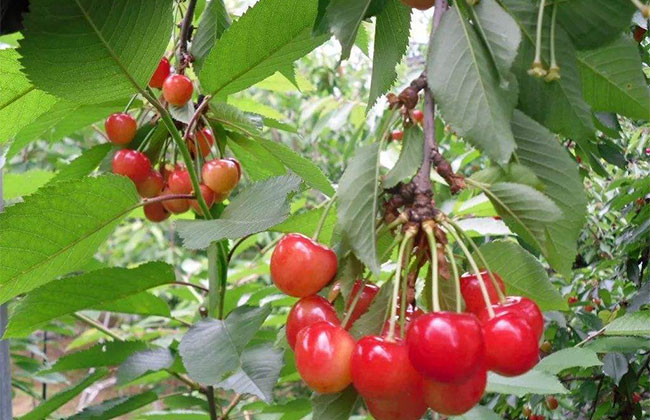 樱桃落花落果如何预防? 樱桃落花落果如何预防?