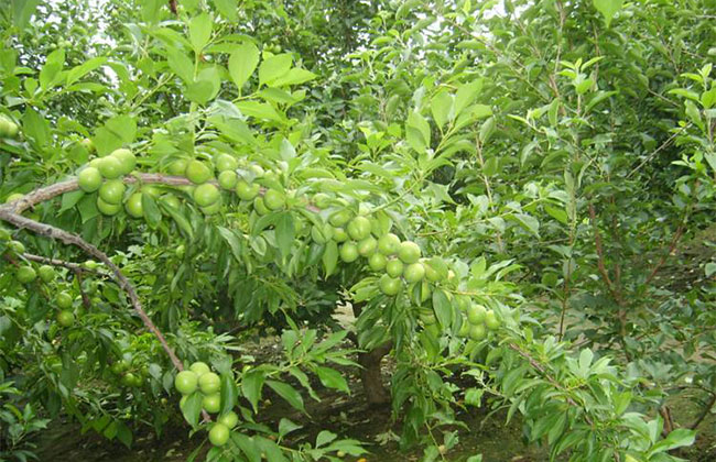 大红袍李子用什么嫁接好? 大红袍李子用什么嫁接好?