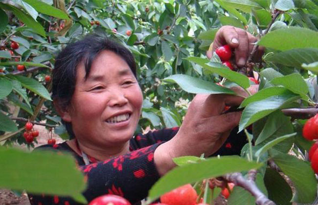 樱桃落花落果如何预防? 樱桃落花落果如何预防?