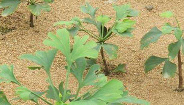 苗圃秋季管理7.jpg