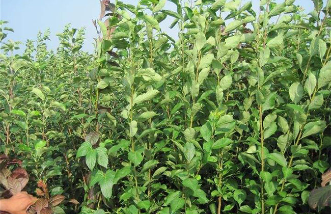 大红袍李子产量怎么样? 大红袍李子产量怎么样?