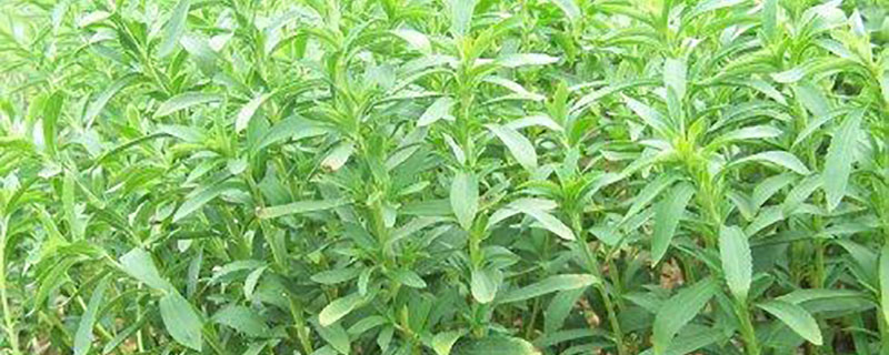 甜叶菊种子多少钱一斤 甜叶菊种子多少钱一斤