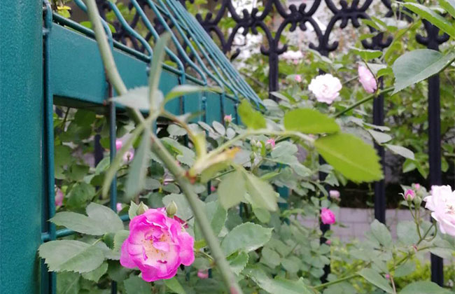 蔷薇花期怎么延长？