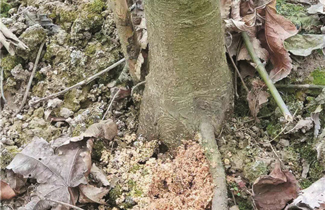 假活苗