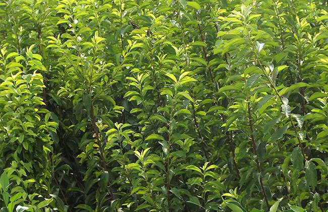 大红袍李子种植条件