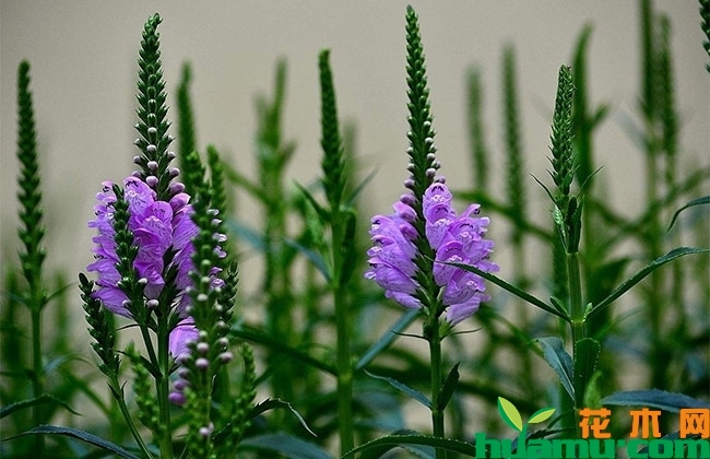假龙头花花语是什么?
